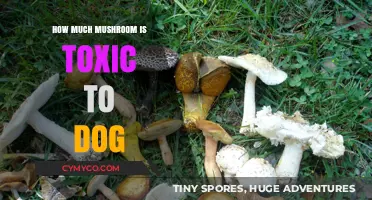 Toxic Treats: How Much Mushroom is Dangerous for Dogs?