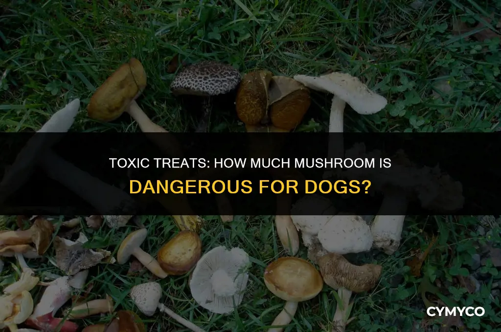 how much mushroom is toxic to dog