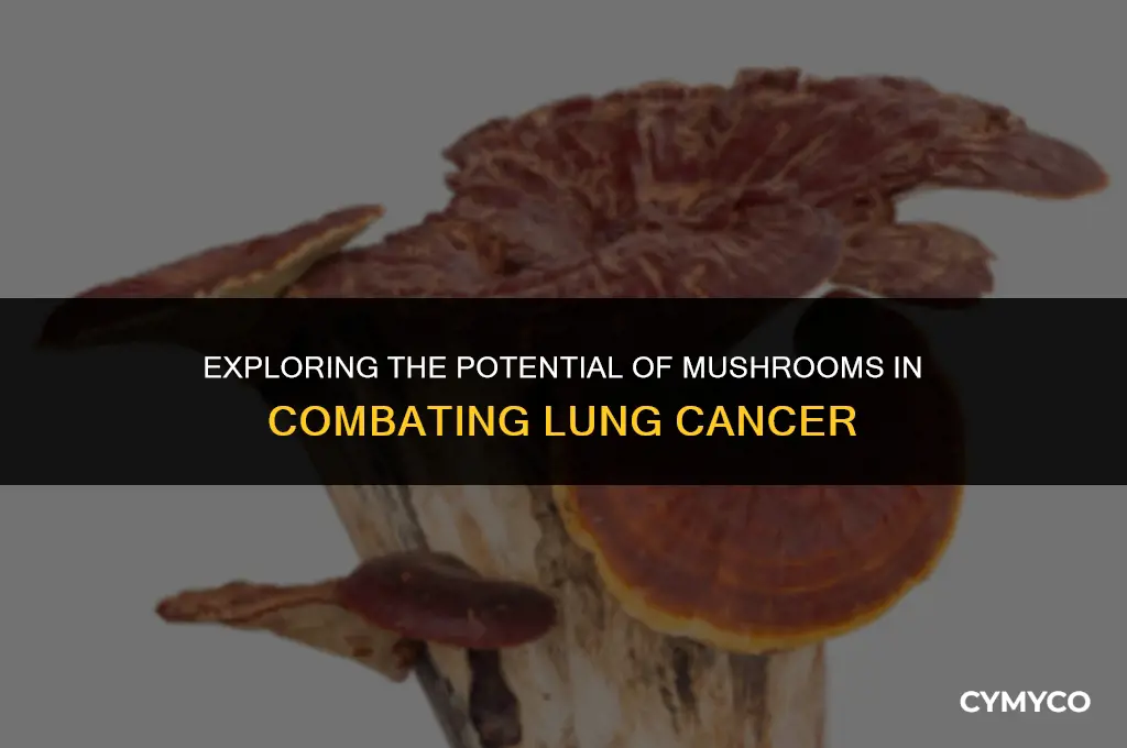 how much mushroom should i take to fight lung cancer