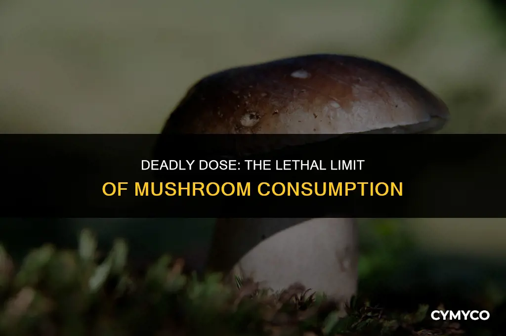 how much mushroom will kill you