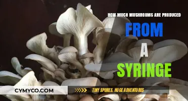 From Syringe to Harvest: The Surprising Yield of Mushroom Cultivation