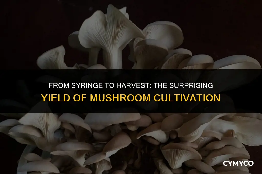 how much mushrooms are produced from a syringe