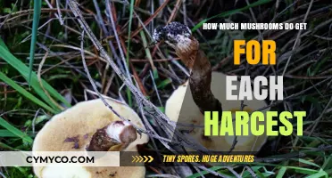 Maximizing Mushroom Yield: A Guide to Optimal Harvesting Techniques