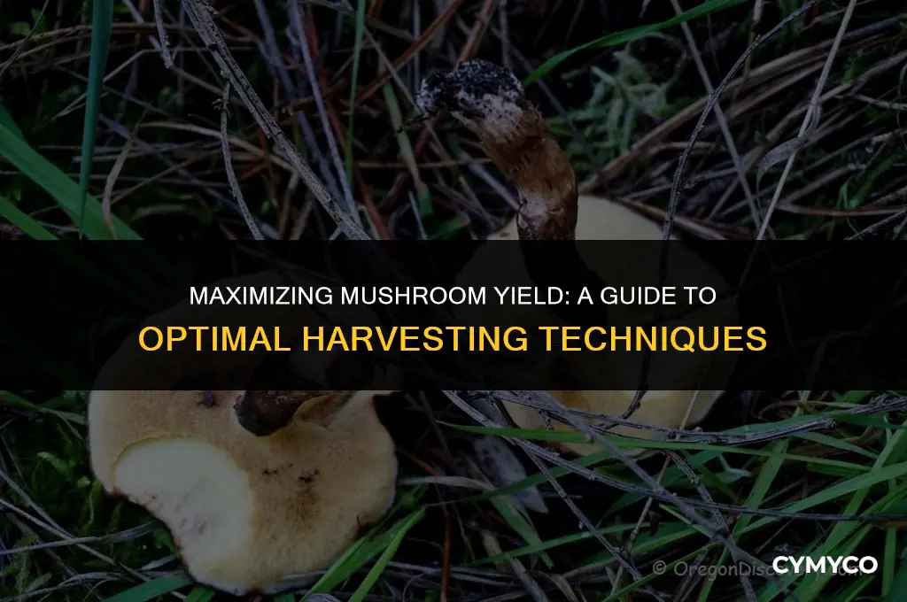 how much mushrooms do get for each harcest