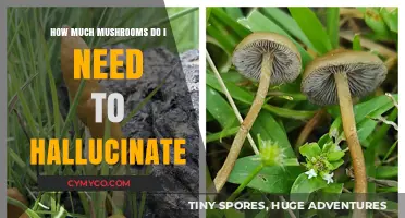 Exploring the Hallucinogenic Effects of Mushrooms: A Comprehensive Guide
