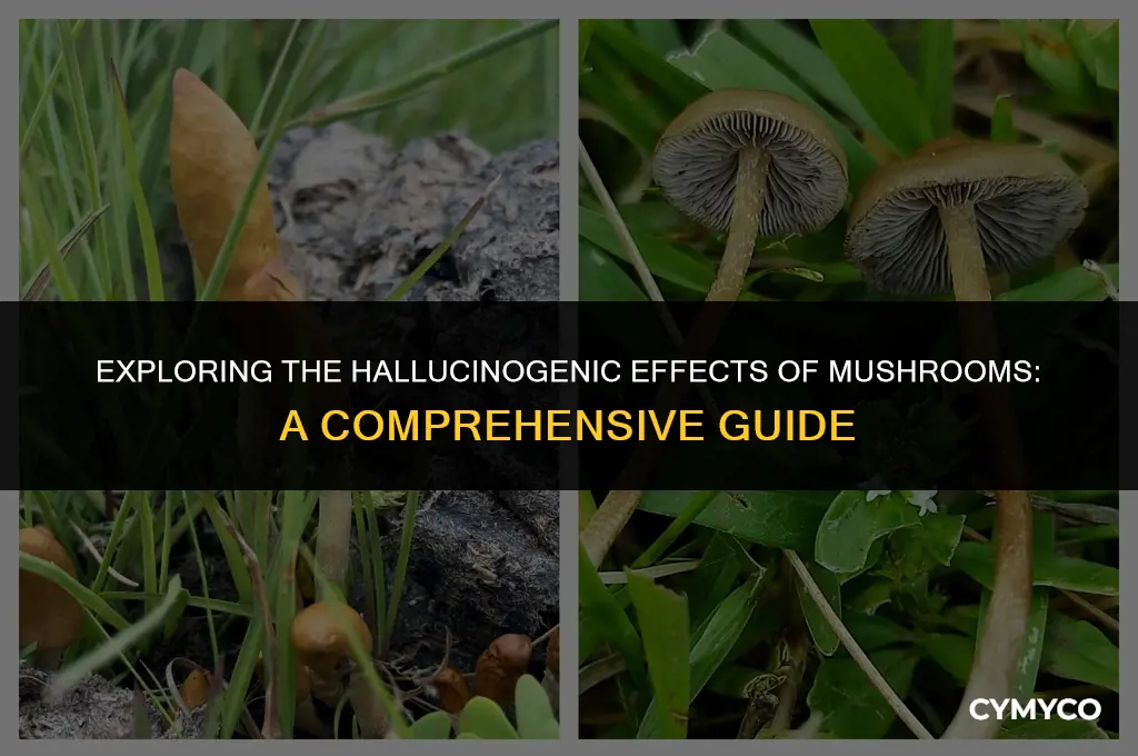 how much mushrooms do i need to hallucinate