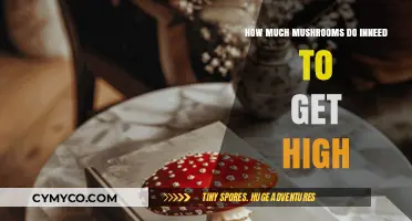 Exploring the Effects: A Guide to Mushroom Dosage for Recreational Use