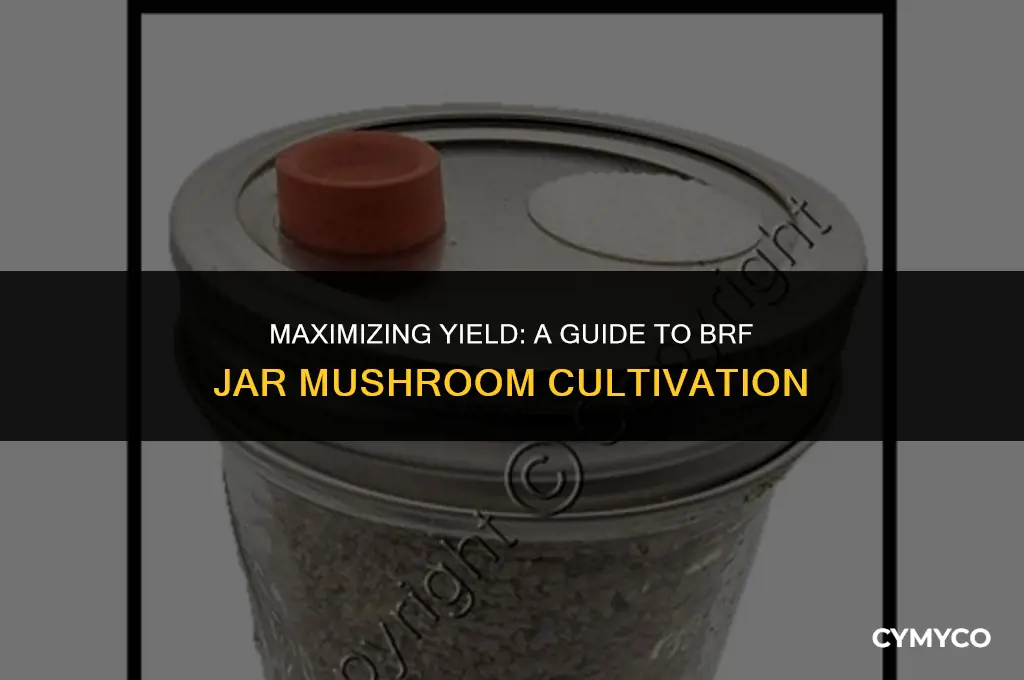how much mushrooms do you get from 12 brf jars