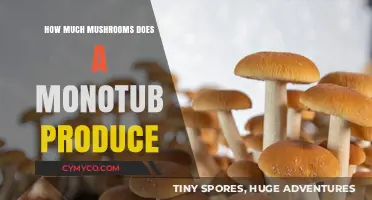 Exploring the Yield: How Much Mushrooms Does a Monotub Produce?