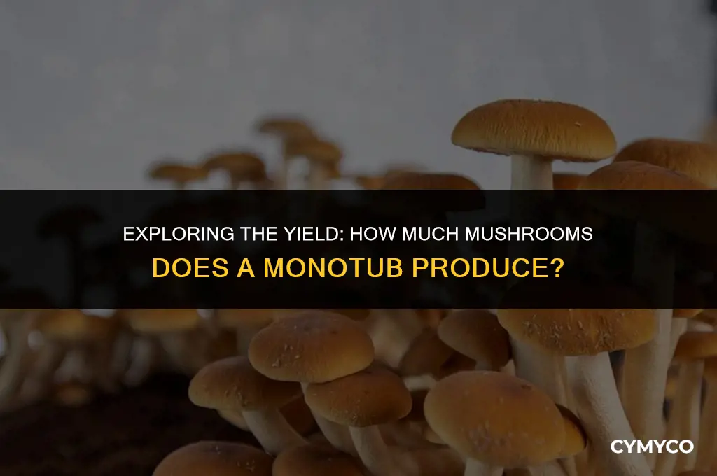 how much mushrooms does a monotub produce