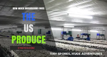 Exploring the Abundance: US Mushroom Production Unveiled