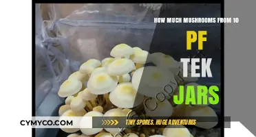 Maximizing Yield: A Guide to Mushroom Cultivation from 10 PF Tek Jars