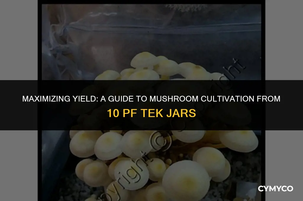 how much mushrooms from 10 pf tek jars