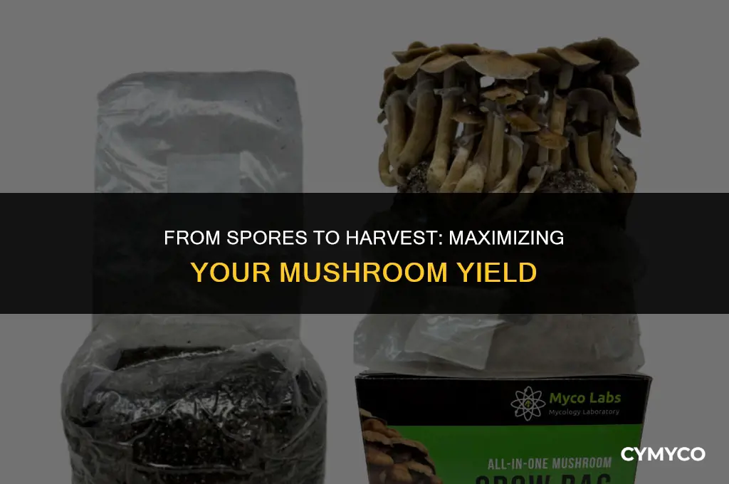 how much mushrooms from spore kit