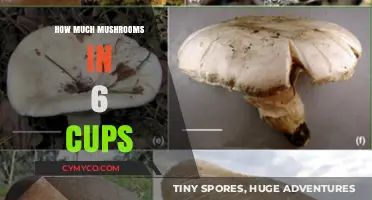 Measuring Mushrooms: A Guide to 6 Cups Conversion