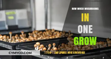 Maximizing Your Mushroom Yield: A Comprehensive Guide to Optimal Growth