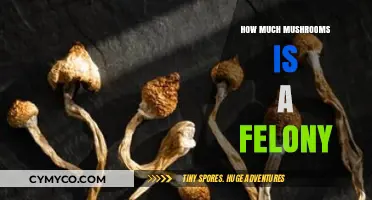 Understanding Legal Limits: When Does Mushroom Possession Become a Felony?