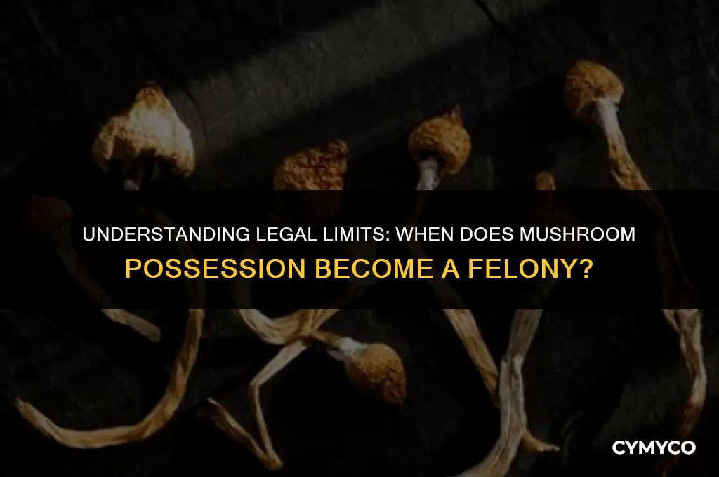 how much mushrooms is a felony