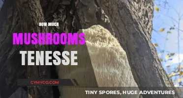 Exploring Tennessee's Mushroom Bounty: A Guide to Foraging and More