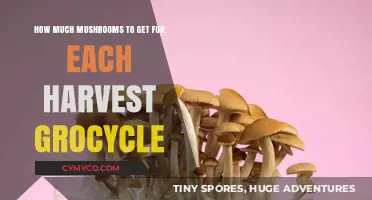Maximizing Mushroom Yield: A Guide to Optimal Harvest Cycles