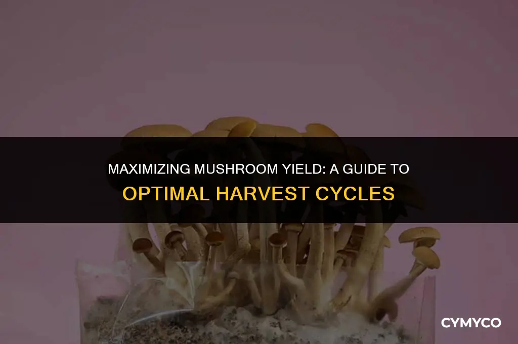 how much mushrooms to get for each harvest grocycle