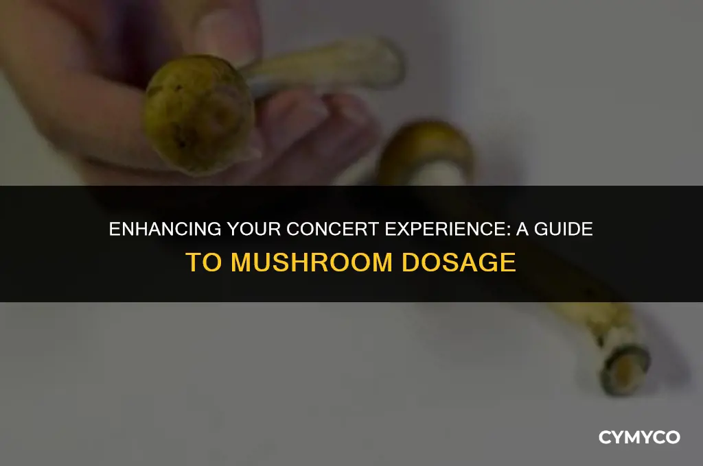 how much mushrooms to take for a concert