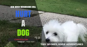 Toxicity Alert: How Much Mushroom Consumption Harms Dogs?