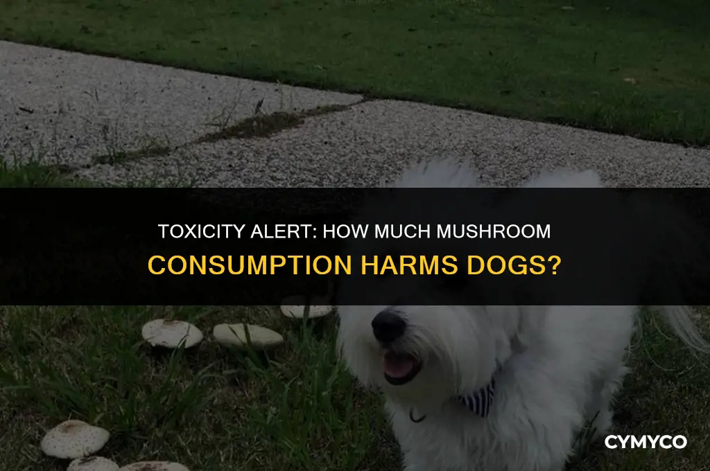 how much mushrooms will hurt a dog