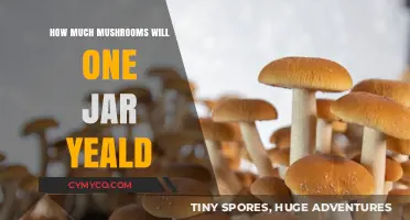 Maximizing Your Mushroom Yield: A Guide to Optimal Jar Production