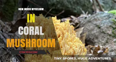 Exploring the Mycelium Content in Coral Mushrooms: A Comprehensive Guide