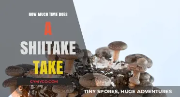 From Farm to Table: The Shiitake Mushroom's Journey and Growth Timeline