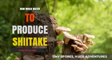 Optimizing Shiitake Cultivation: A Guide to Water Usage