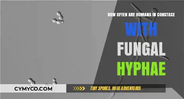 Invisible Neighbors: The Ubiquitous Presence of Fungal Hyphae in Human Life