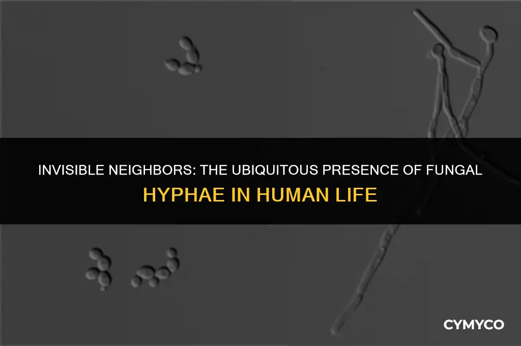 how often are humans in constace with fungal hyphae
