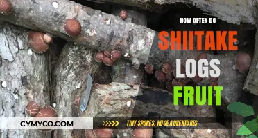 Unlocking the Secrets of Shiitake Fruiting: A Comprehensive Guide