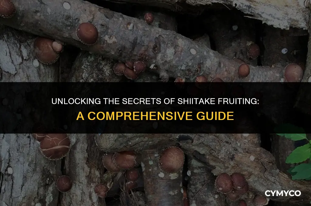 how often do shiitake logs fruit