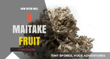 Unlocking the Secrets of Maitake Fruiting Frequency