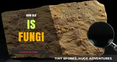 Exploring the Ancient Origins: The Timeless Journey of Fungi