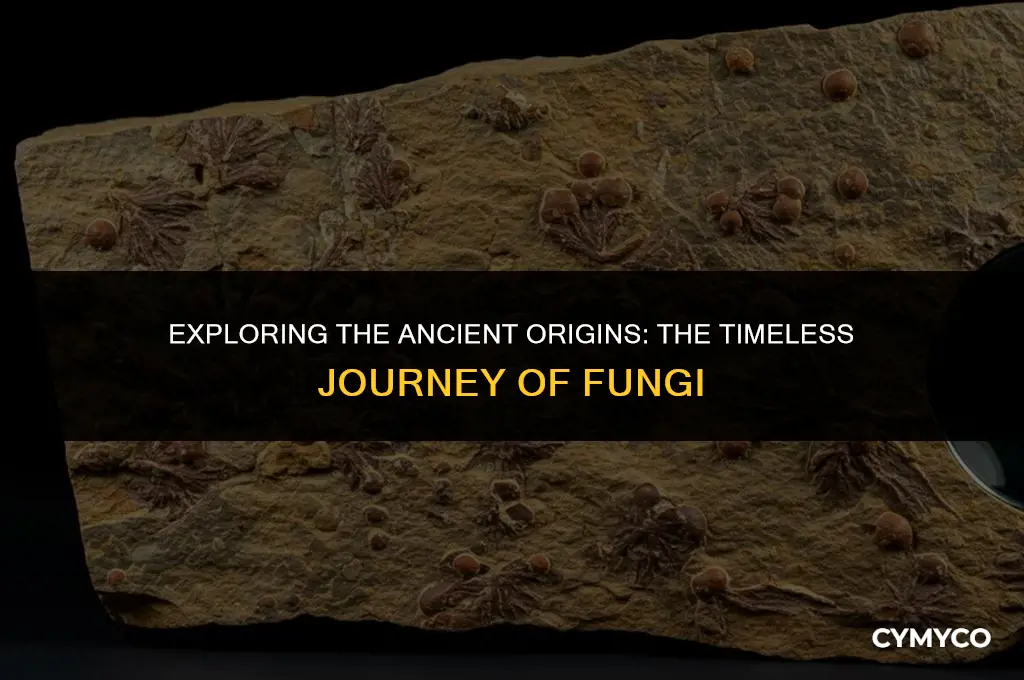 how old is fungi