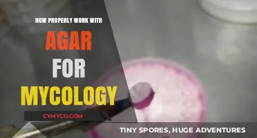 Mastering Agar Techniques: Essential Mycology Practices for Successful Fungal Cultivation
