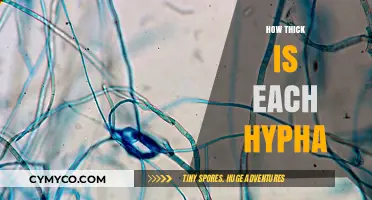 Exploring the Microscopic World: The Thickness of Fungal Hyphae