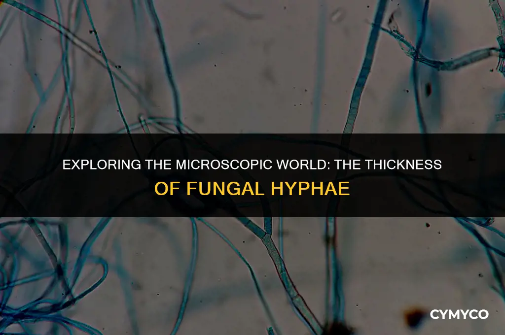 how thick is each hypha