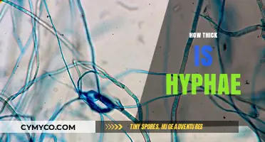 Exploring the Microscopic World: The Thickness of Hyphae Revealed