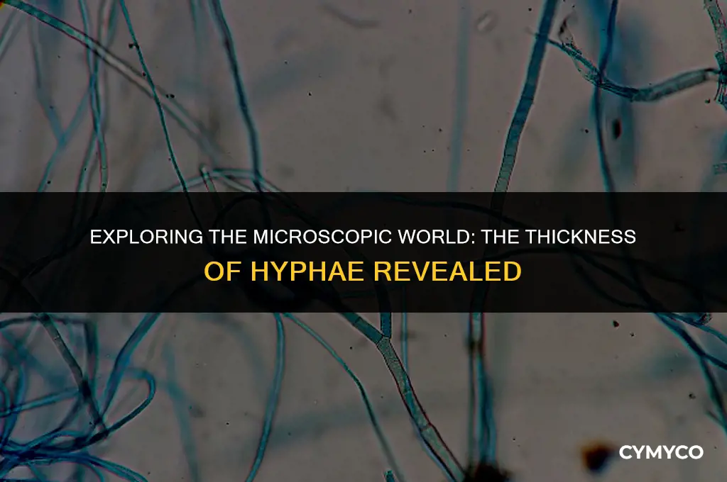 how thick is hyphae