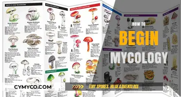 Exploring the Fascinating World of Mushrooms: A Beginner's Guide to Mycology