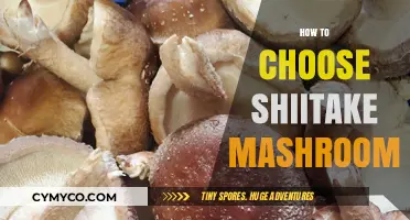 Selecting the Perfect Shiitake Mushrooms: A Comprehensive Guide