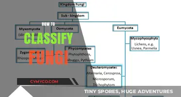 Exploring the Fascinating World of Fungi Classification