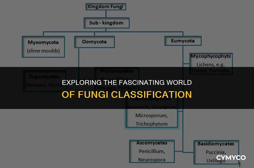 how to classify fungi