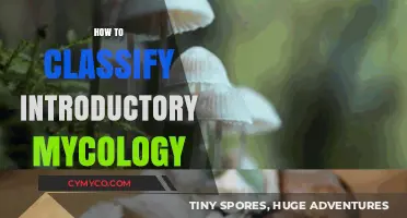 Exploring the Fascinating World of Fungi: A Beginner's Guide to Mycology Classification