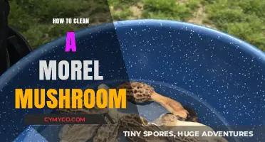 A Beginner's Guide to Cleaning Morel Mushrooms: Tips and Tricks